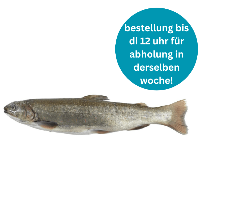 Whole fresh grayling fish with silvery scales and dark spots, approximately 330-350g, isolated on white background.
